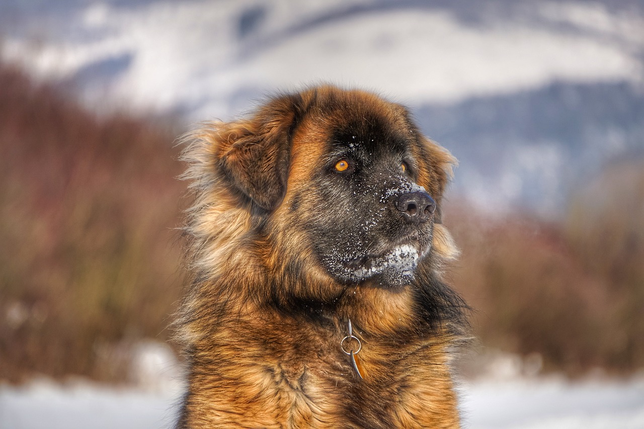 大型犬是否會攻擊人類？探究犬類行為及其影響因素