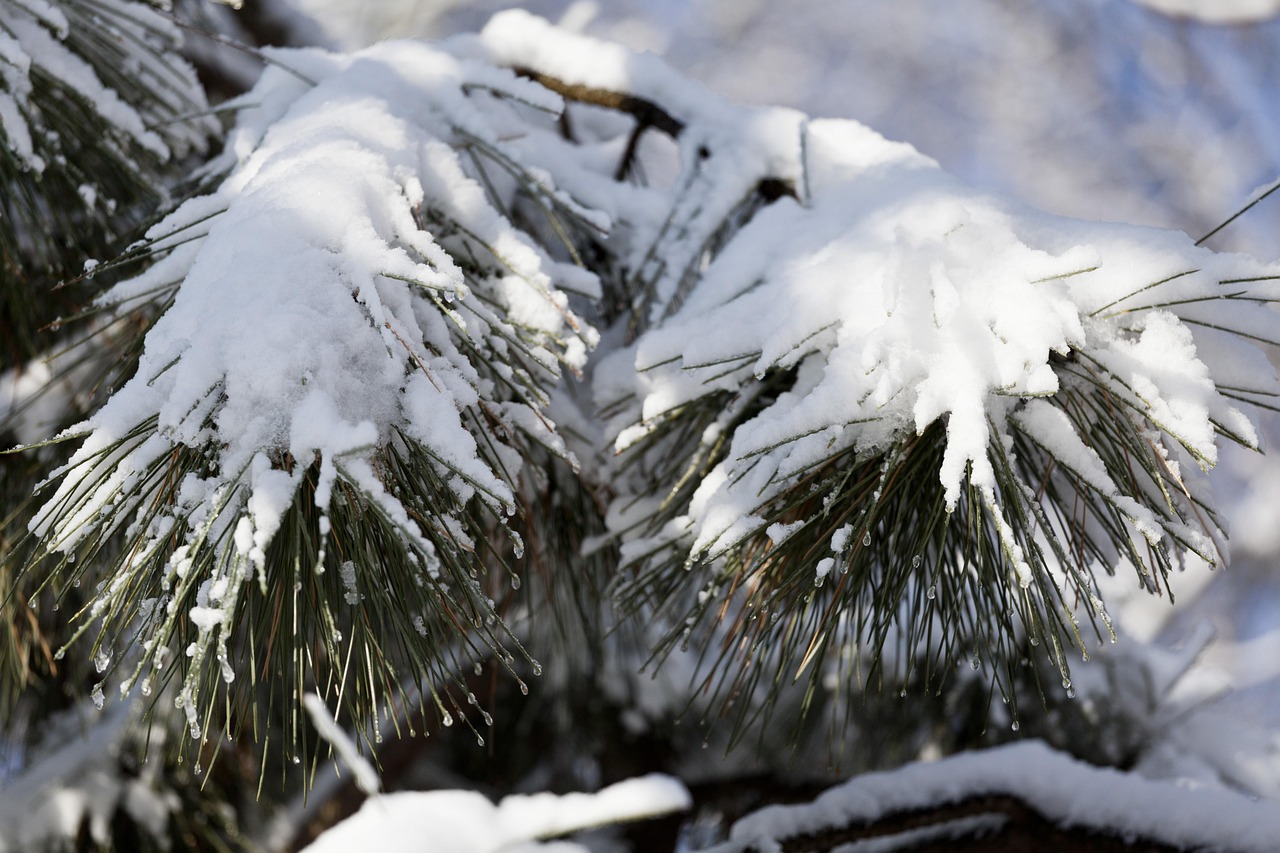 東北凜冬之美，雪冷空氣的獨(dú)特體驗(yàn)