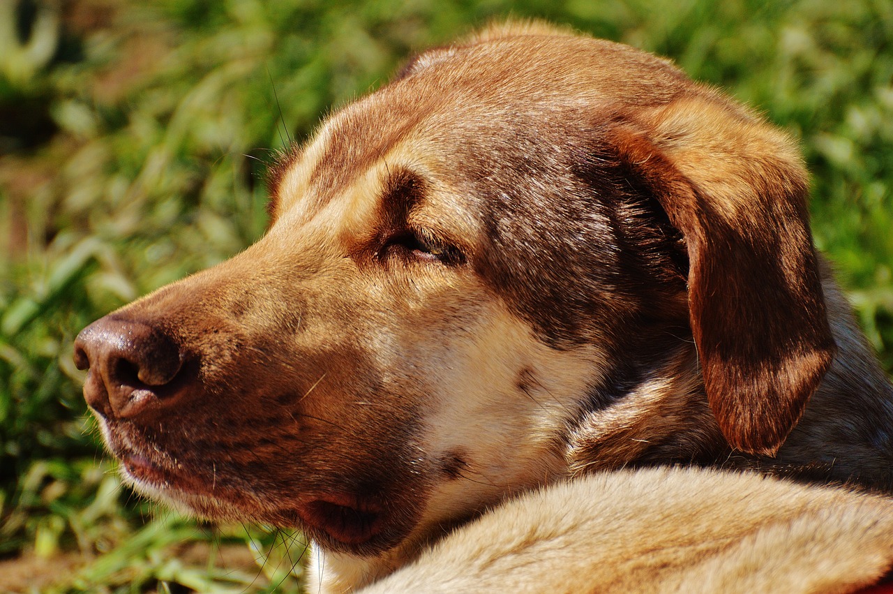 探尋犬界王者風(fēng)采，犬界最大氣的犬種展示